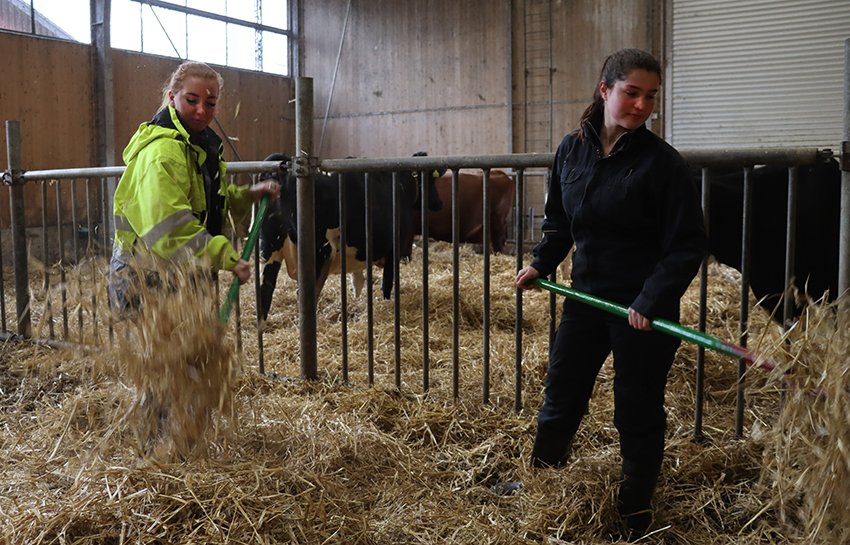 Siri Larsson och Amelie Kinch tycker att utbildningen är väldigt bra eftersom man får lära sig mer om fler lantbruksdjur än kor och även jobba med växtodling. Foto: Åsa Meierkord