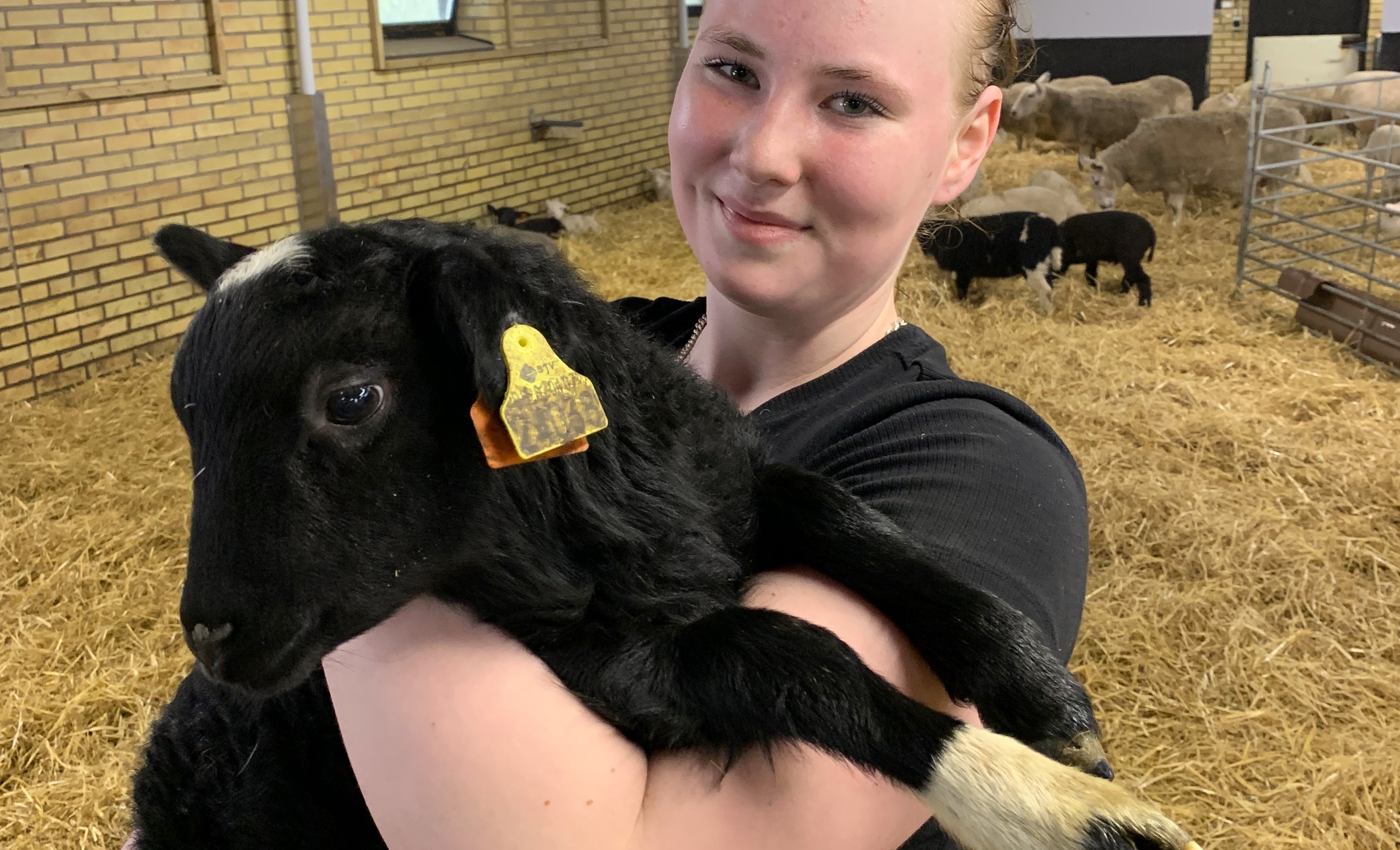 Alva Nilsson, elev på Naturbruksprogrammet inriktning lantbruk, ha varit med i skolans lamningsjour och tycker att det har varit en fantastisk upplevelse. Foto: Åsa Meierkord